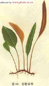 石韋[水龍骨科植物]