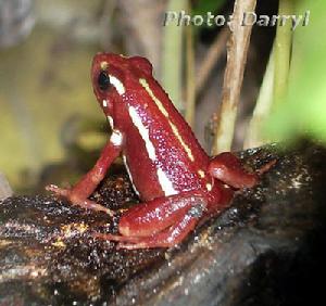 幽靈箭毒蛙 幽靈箭毒蛙