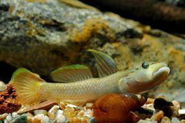 褐吻鰕虎魚 褐吻鰕虎魚