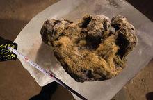 冰凍萬年獅子屍體展出