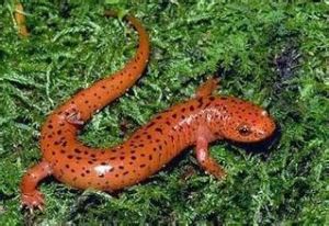 汕頭蠑螈 汕頭蠑螈