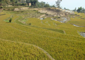 馬安寨村 馬安寨村