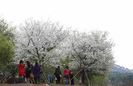 韶關湞江櫻花公園 韶關湞江櫻花公園
