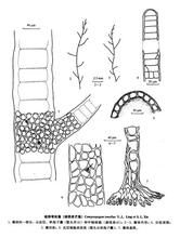 細弱彎枝藻 細弱彎枝藻