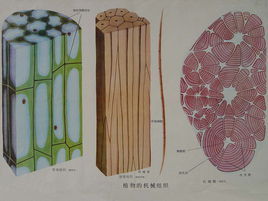 機械組織 機械組織