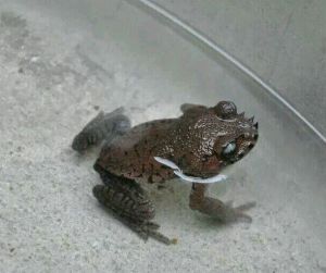 哀牢髭蟾 哀牢髭蟾