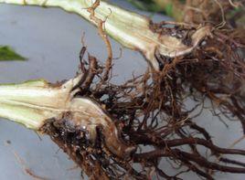 圓斑根腐病 圓斑根腐病