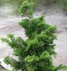 （圖）日本扁柏