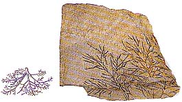 （圖）摩索水母化石圖