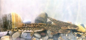 粗唇高原鰍 粗唇高原鰍