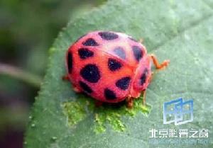 菱斑食植瓢蟲 菱斑食植瓢蟲