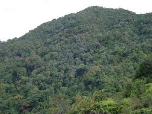 大倉自然村-山林資源