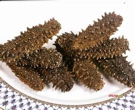 日本五角瓜參 日本五角瓜參