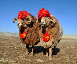 阿勒泰羊 阿勒泰羊