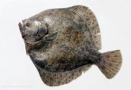 小比目魚 小比目魚