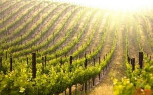 兵團十二師221團葡萄凰果業