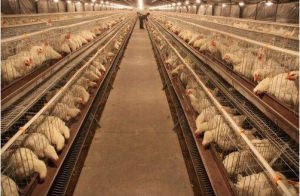 無抗養殖 無抗養殖