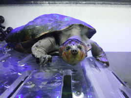 黃頭側頸龜 黃頭側頸龜