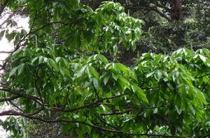 家麻樹[家麻樹]