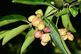 野杜仲果 野杜仲果