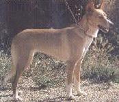 大型波登格葡萄牙犬 大型波登格葡萄牙犬