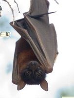 西太平洋卡洛島狐蝠