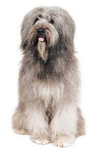 加泰羅尼亞牧羊犬