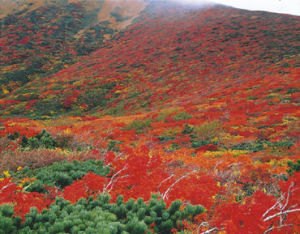栗駒山（栗原市）橫跨宮城、秋田、岩手3縣海拔1627米的秀峰。還有面向家族的登山路線，從山頂可以將藏王群山、太平洋盡收眼底。山毛櫸的原生林在新綠和紅葉的季節非常美麗。觀賞紅葉的佳期是9月中旬〜10月下旬。
