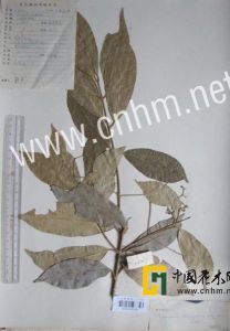 矩葉衛矛 矩葉衛矛