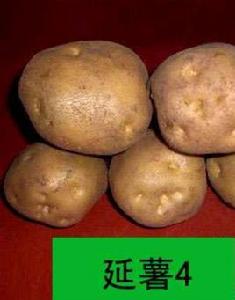 延薯4號 延薯4號