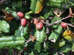 橘皮茱連散 橘皮茱連散