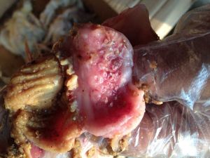 雞腺胃炎 雞腺胃炎