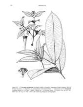 子凌蒲桃 子凌蒲桃