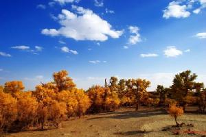 塔里木胡楊國家級自然保護區