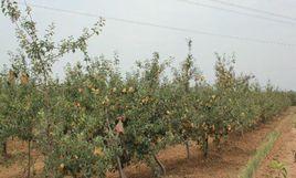 新興鎮塔凹村 新興鎮塔凹村