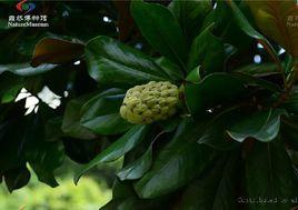 荷花玉蘭組 荷花玉蘭組