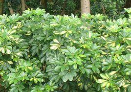 花葉鴨腳木 花葉鴨腳木