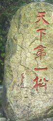 天下第一松
