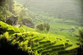 紫鵲界梯田 紫鵲界梯田