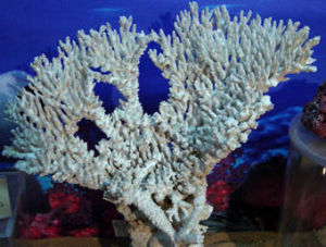 佳麗鹿角珊瑚 佳麗鹿角珊瑚