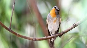 紅喉厚嘴霸鶲 紅喉厚嘴霸鶲