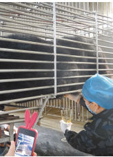 活熊取膽 活熊取膽