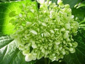 植物之最 植物之最