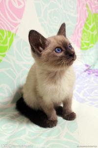 Siamese cat Siamese cat