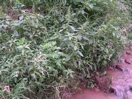 蠶繭草 (原變種) 蠶繭草 (原變種)