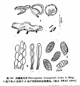 西藏假花耳 西藏假花耳