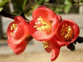 老會賓五葉梅 老會賓五葉梅