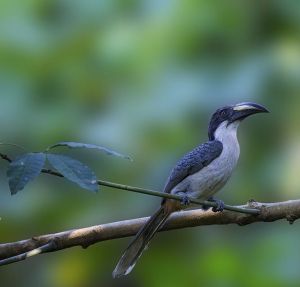 斯里蘭卡灰犀鳥 斯里蘭卡灰犀鳥