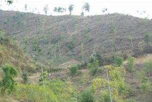 荒山營造的毛竹碳匯林