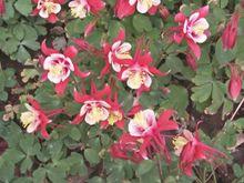 耬斗菜[耬斗菜]